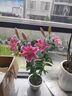 百合花种球香水百合四季开花好养活花卉植物室内外耐寒花苗盆栽 【进口2颗】百合花种球混搭+肥料 实拍图