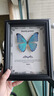 大蓝闪蝶标本【真蝴蝶标本】稀有进口天堂凤蝶摆件 黎明闪蝶 8寸框 实拍图