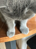 田田猫木天蓼可爱猫抱枕猫磨牙猫玩具猫咪用品毛绒玩具猫抓猫咬 实拍图