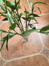 富贵竹水培植物盆栽绿植花卉室内花客厅招财水养转运竹节节高 富贵竹50-60厘米8颗（促销款） 不带花瓶 实拍图