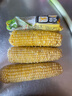 正宗新鲜东北黄糯玉米绿色食品真空包装加热即食减肥减脂代餐早餐 5根/箱 实拍图