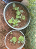 美乐棵 通用型8L营养土养花花肥园艺种植土花土肥料盆栽绿植专用土壤 实拍图