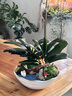 Only you【2小时达】发财树大型盆栽绿植花卉室内客厅办公室开业乔迁送礼 非洲茉莉 实拍图