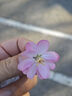 得力（deli）强韧型透明胶带 8mm*20y高粘小胶带 开学必备学习用品 错题整理学生文具 12卷/筒 办公用品 30000 实拍图