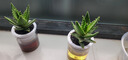 萌肉居长寿花盆栽绿植盆栽卉盆景桌面盆栽/长寿花大红+早安盆源头直发 实拍图