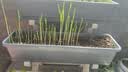 田间小径阳台种菜盆多层立体种菜花架子家庭蔬菜种植专用箱长方形花盆顶楼 三层种菜架 白色（送随机种子） 实拍图