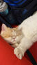 萌嘟星宠 激光逗猫笔逗猫棒紫光灯验钞笔红外线指示器逗猫神器 三合一 实拍图