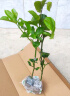 钦蜜9号百香果苗广西纯甜黄金树苗庭院盆栽种植当年结果带土四季 5颗 钦蜜九号黄金百香果 30—40cm 实拍图