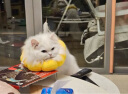 欢宠网伊丽莎白圈猫宠物狗猫咪狗狗绝育软项圈头套脖套防舔防咬脖圈耻辱 实拍图