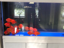 汉霸 超白玻璃鱼缸水族箱客厅家用超大型生态底滤智能懒人 金鱼缸 白木纹 屏风150cm长x42cm宽x82cm+71cm高 实拍图