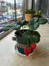 滨淇草莓苗奶油草莓四季草莓当年结果 套装带盆带土2棵苗源头直发 实拍图