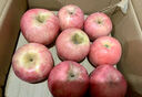 秦悦仙果鲜【多地隔日达】正宗山东烟台红富士苹果栖霞新鲜水果新年送礼礼物 9斤特大果【单果75-80mm】净重8.5斤 实拍图