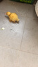 宠以沫 宠物鸭活物小鸭子宠物小黄鸭活体儿童宠物活的 小黄鸭一对 晒单实拍图