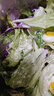 千牛优福新鲜生菜组合4斤球生菜红叶等6种沙拉蔬菜轻食蔬菜包 6种蔬菜共4斤【10包酱】 实拍图