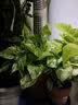 olevo水苔柱龟背竹热植专用白龟蔓绿绒可拼接新型植物攀爬柱支撑杆花架 水苔柱*2支 送连接环*1+地插*1支 【4.5X17cm】 实拍图