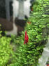 云峰海瑞黑壳虾清洁虾观赏虾 鱼缸水族箱水草缸清洁除藻淡水 【漂亮清洁虾】新手套餐 实拍图