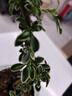 创享绿洲悬崖金边六月雪禅意精致带陶瓷盆小盆景植物办公室内绿植盆栽盆景 六月雪+冰裂陶瓷盆+方底座+苔藓（养护后开花） 实拍图