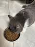 网易严选【小王子联名】全价猫粮 主粮宠物幼猫成猫主粮 均衡营养优选食材 【美毛亮肤】深海鱼虾 1.8kg*1袋 实拍图