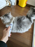 MIISHIIEM英国宠物干洗泡泡猫狗免水洗泡沫氨基酸除菌止痒去污除味自带刷头 实拍图