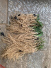 新韭菜根香韭菜根小叶韭菜根大叶韭菜根四季可栽好养活的庭院绿植 小叶韭菜根400棵送肥 实拍图