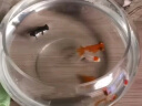 贝初众鱼缸生态缸中小圆形玻璃鱼缸加厚斗鱼缸金鱼缸懒人客厅桌面鱼缸 20*15*10cm 裸缸 晒单实拍图