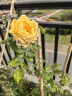花友藤本月季花苗月季花树苗盆栽特大花苗庭院爬藤植物阳台蔷薇爬墙 黄金庆典【爬藤】大苗 1-1.3米高度多分叉 实拍图