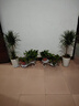 中梦 龙须树 多头龙血树 龙铁树室内客厅盆栽花卉植物办公室盆景 多头龙须树1-1.2米高度 含盆 实拍图