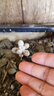 多肉植物精选图片品种发货照图办公室室内阳台桌面图片品种指定品 吸财树+红宝石+蓝苹果+桃蛋+盆土 实拍图