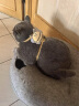 snowpaws猫咪牵引绳猫绳胸背带遛猫绳溜猫绳子背心宠物防挣脱逃脱背带链子 实拍图
