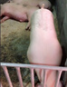 徽千方活力多维维生素电解多维兽用微量元素鸡鸭牛羊猪用畜禽饲料添加剂 1袋【500g/袋】 实拍图