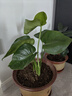 御春阁 室内客厅办公室大型盆栽绿植花卉盆景 龟背竹 室内绿色盆栽花卉 实拍图