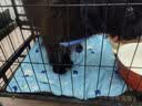 宠物冰垫猫咪专用冰垫狗狗夏天降温神器猫窝狗窝宠物凉垫超大号 冰熊凉垫S码【40*30CM-6斤内】 猫狗通用 降温黑科技/凉感提升35%+ 实拍图