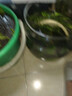 蝴蝶之舞 玉树盆栽老桩盆景大型多肉植物室内阳台办公桌红边大叶多肉植物 玉树2年苗（杆子1.2cm粗20cm高） 不含盆 实拍图