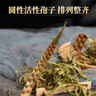 养益君肾精茶50g又名化石草肾经草 泡水喝野生肾精草长白山嗷嗷叫黄金草 实拍图