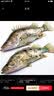 京乐狳桂鱼淡水鳜鱼鳌花鱼现捕鲜活现杀整条季花鱼 一条约750g(净膛前)现杀现发 2条装 实拍图