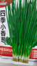 花语笙默四季播种蔬菜种子家庭种菜盆栽田园地栽菜种易种植易生长瓜果菜籽 四季小香葱种子（约1500粒） 原厂封装1袋 实拍图