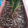 尚品刘阁兰花兰花营养土植料兰科植物专用大包装基质松皮土透气养根通用 15L【2袋】，配杀菌剂和生根粉 实拍图