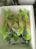 一号农场开袋即食田园风情沙拉120g*3油醋汁蔬菜沙拉轻食健身代餐源头直发 实拍图