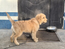 雷米高（RAMICAL）狗粮幼犬奶糕犬泰迪金毛拉布拉多犬粮牛肉味狗粮10kg 20斤 实拍图