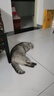 喵先生猫包外出大号宠物包太空舱猫咪背包便携包猫狗双肩包猫包车载箱包 柠檬黄 实拍图