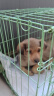 麦基乐 中华田园犬家养幼犬土狗小狗大黄狗纯黑小白狗体活体种狗 田园级 黄色田园犬 公母备注 实拍图