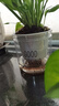 绿有意一帆风顺白掌盆栽室内绿植红掌花卉水培植物四季易活吸除甲醛好养 A级白掌（透明早安自吸水盆） 实拍图