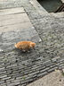 网易严选宠物猫犬通用SPA免洗手套玻尿酸钠宠物免洗手套 抽取式6片装 实拍图