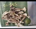 半山农羊肚菌菇干货汤包40g竹荪火锅食材炖汤煲汤云南蘑菇材料菌汤包 实拍图