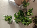 樱霞【顺丰上门】绿萝盆栽室内植物绿植水培长藤垂吊大叶绿箩阳台家用 12O绿加仑自水10盆+4肥 实拍图