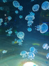 潜水艇（Submarine）下水管防臭密封圈厨房洗脸盆 下水道防臭神器封口器 管道密封塞京 【管道密封塞】3只装 实拍图