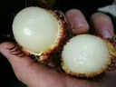 优味集【顺丰/JD】进口红毛丹越南新鲜水果毛荔枝甜红牡丹多地次日达 500g净重装（进口优果)-顺丰 商超级大果 实拍图