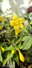 法国香水茉莉花苗冬季带花苞长青绿植花卉盆栽 黄茉莉爬藤植物耐寒花卉 法国香水小苗原土发货 含盆 实拍图