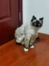 维生素猫多维片营养补充剂猫咪专用复合免疫维b 化毛球 猫力肠片 化毛球片 240片 实拍图