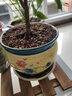 同瑞花盆陶瓷新款新中式简约花盆大号带托盘桌面绿植多肉室内透气盆栽 418-兰香+国色（2个） 大号 实拍图